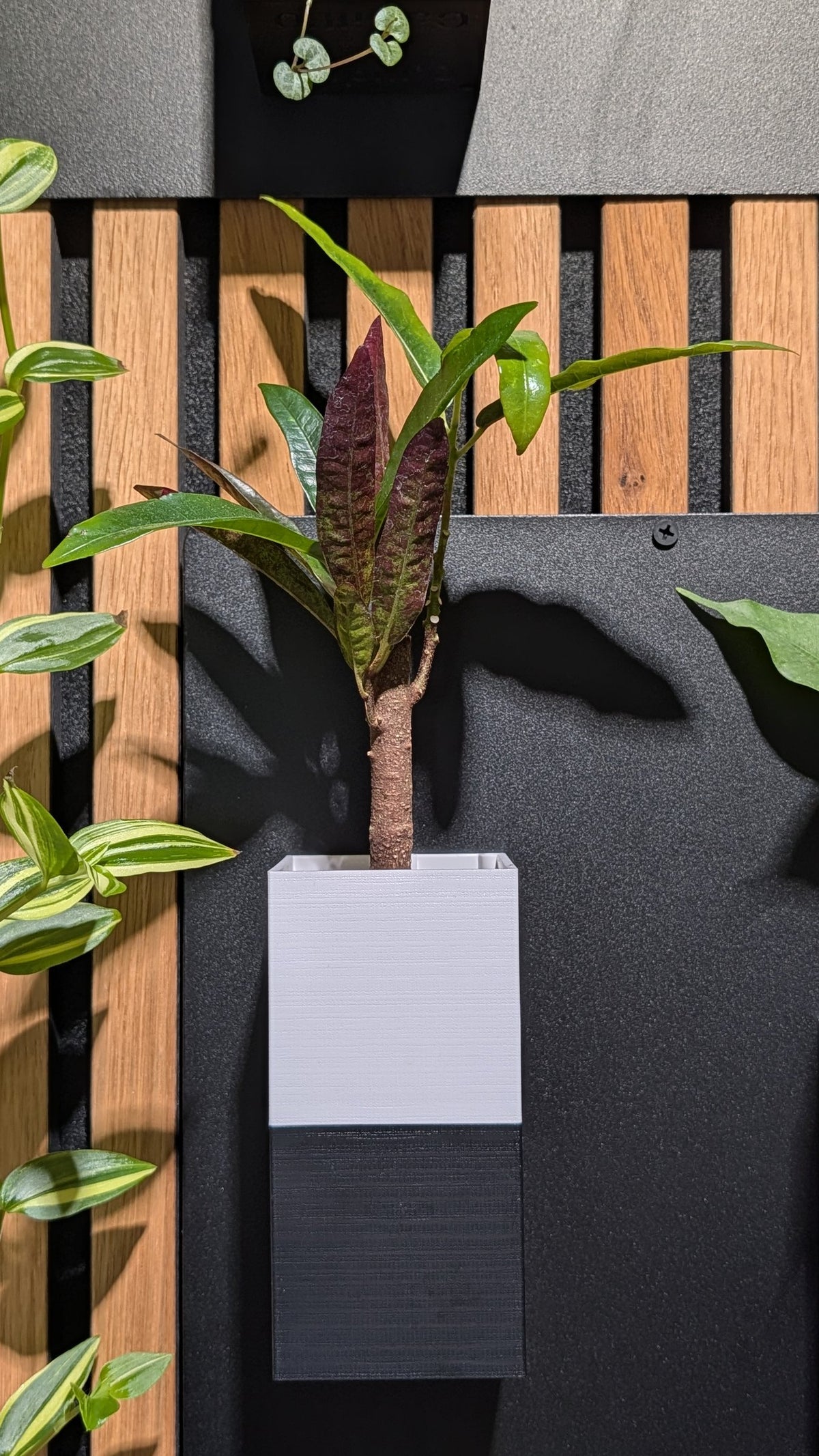Mur végétal Éclance XS bicolore noir et blanc : petit cache-pot mur végétal bicolore blanc et noir fixé au mur avec une plante verte.