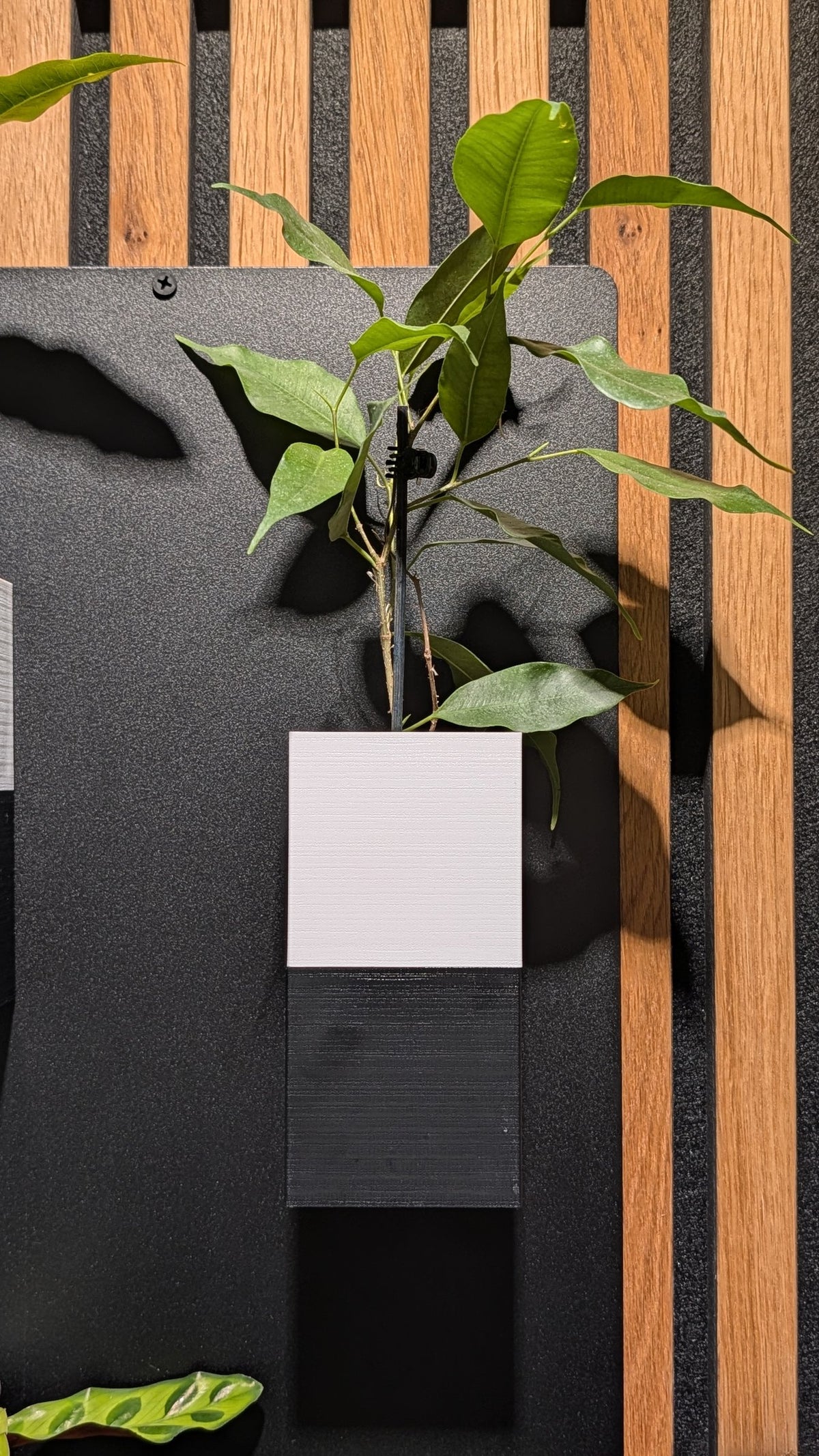 Mur végétal Éclance XS bicolore noir et blanc : support mur végétal bicolore Éclance avec plante verte fixé sur un panneau mural en bois.