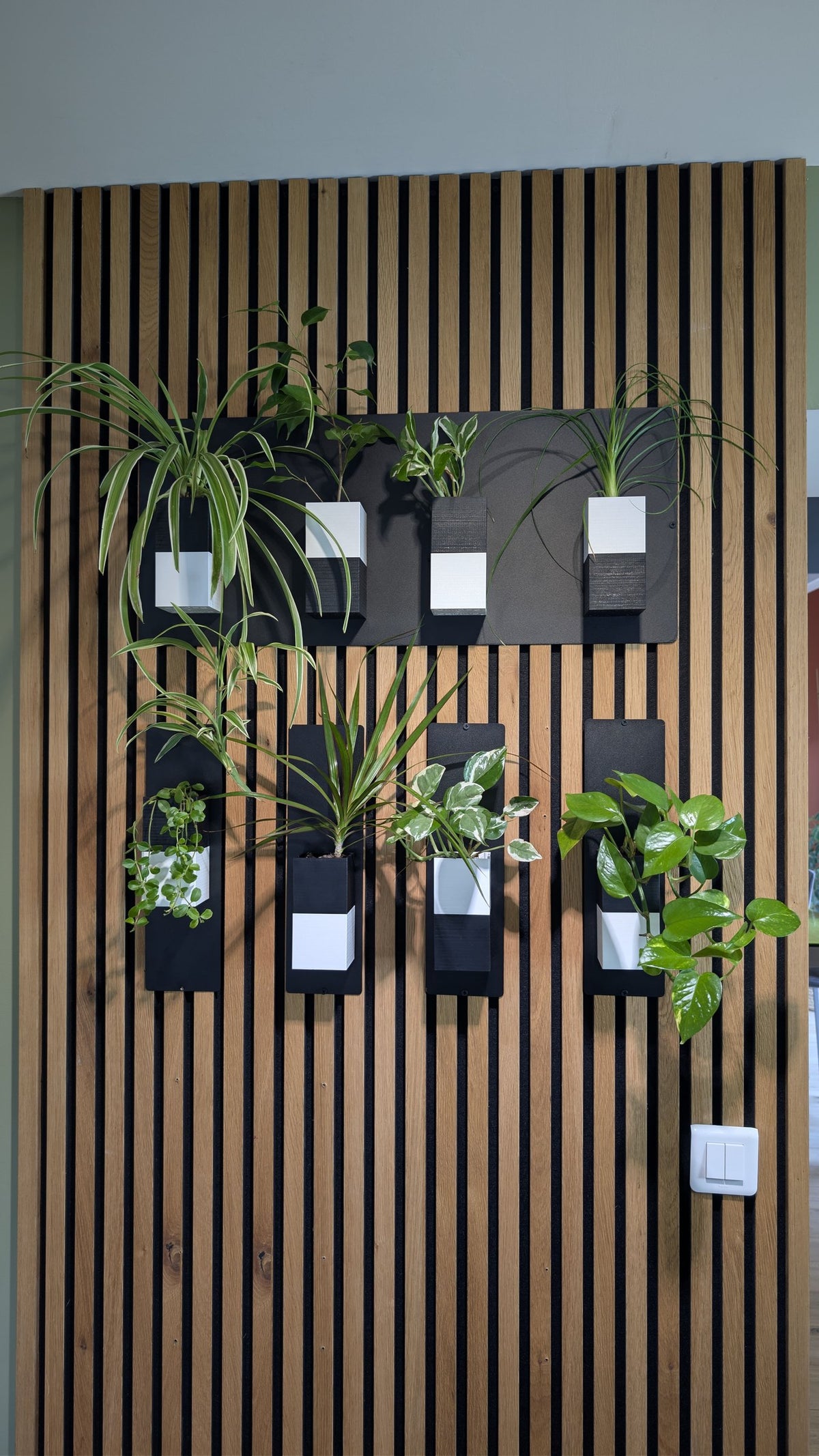 Mur végétal Éclance XS bicolore noir et blanc : un ensemble de modules muraux bicolores fixés sur un panneau de tasseaux en bois naturel avec plusieurs plantes vert clair.