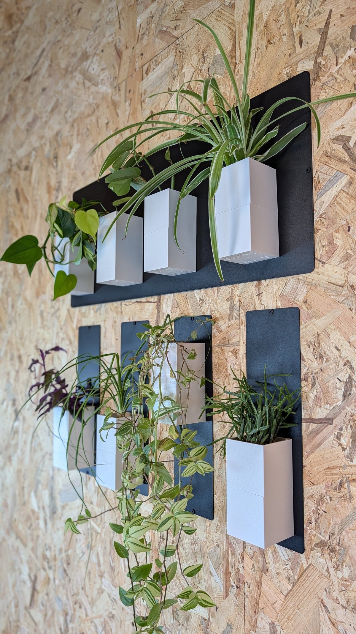 Mur végétal Éclance XS blanc : supports muraux noirs et cache-pots blancs Éclance accrochés sur un mur en OSB.