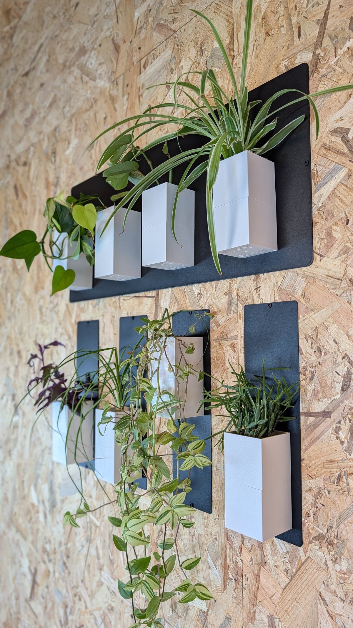 Mur végétal Éclance XS blanc : support mural noir avec cache-pots blancs accueillant diverses plantes vertes sur un mur en OSB.