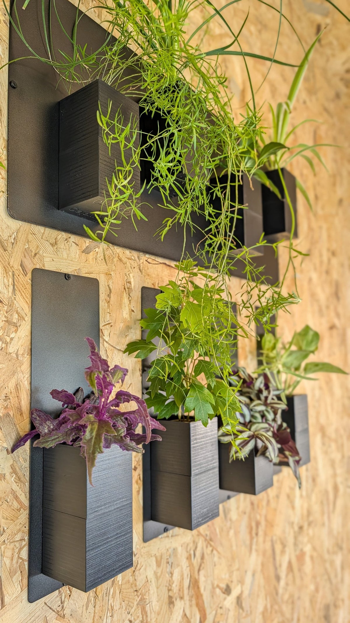 Mur végétal Éclance XS noir : jardinières murales noires Éclance fixées sur un panneau en bois OSB avec plusieurs plantes vertes.