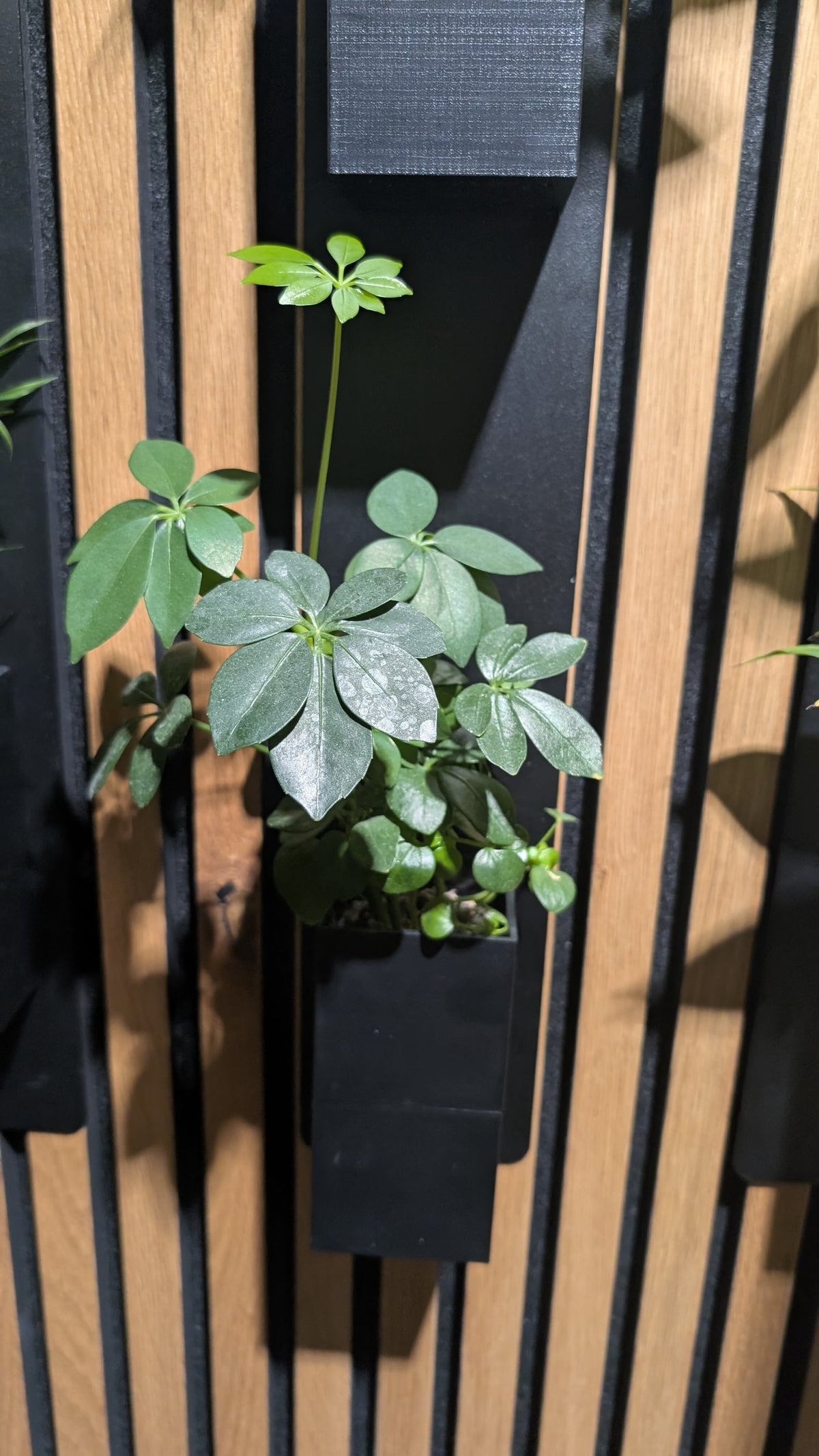 Mur végétal Éclance XS noir : petite plante verte installée dans un support mural noir sur un tasseau de bois.