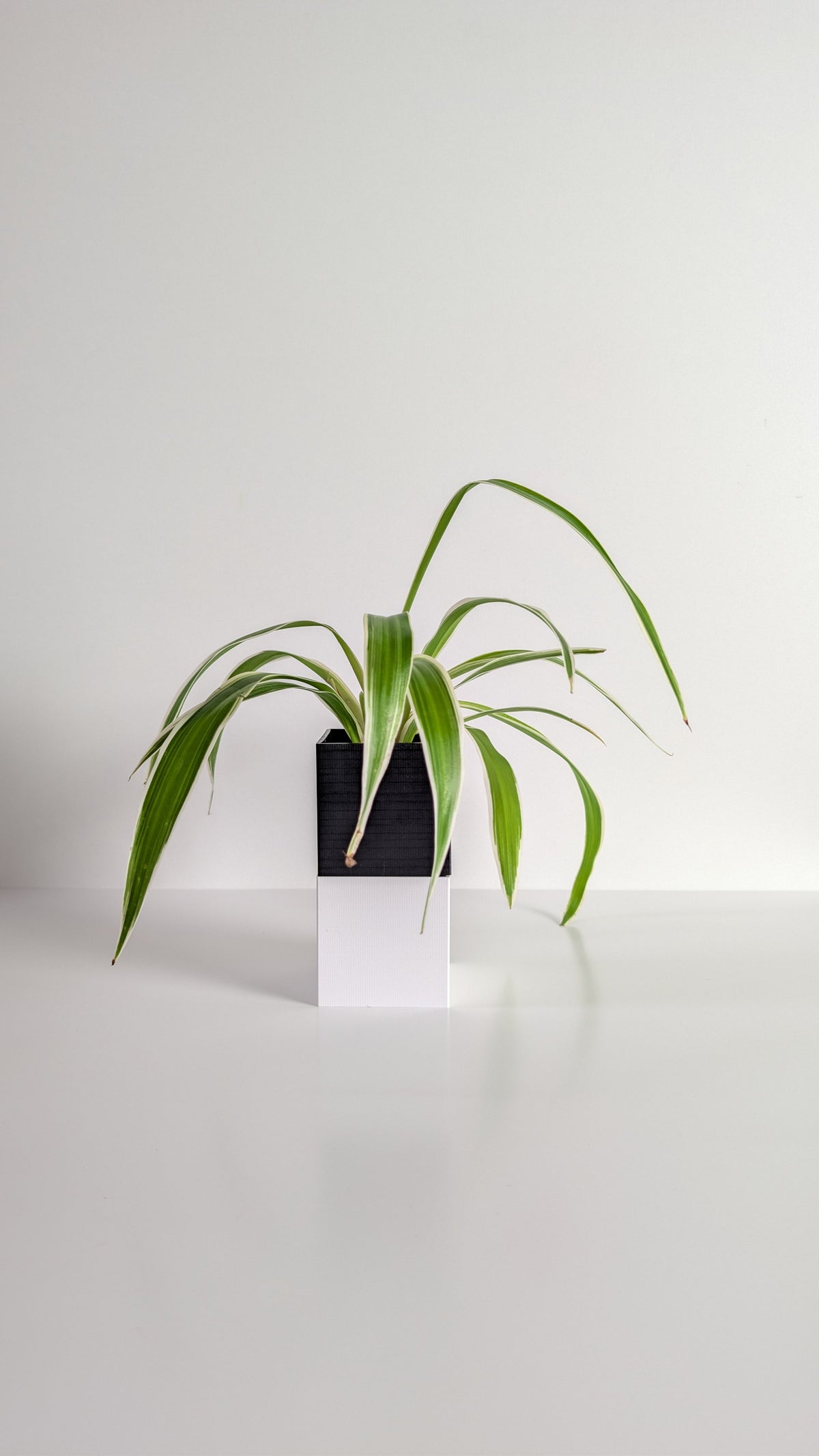 Cache-pot à arrosage autonome Le Cube Éclance bicolore, module haut noir et module bas blanc, avec un Chlorophytum