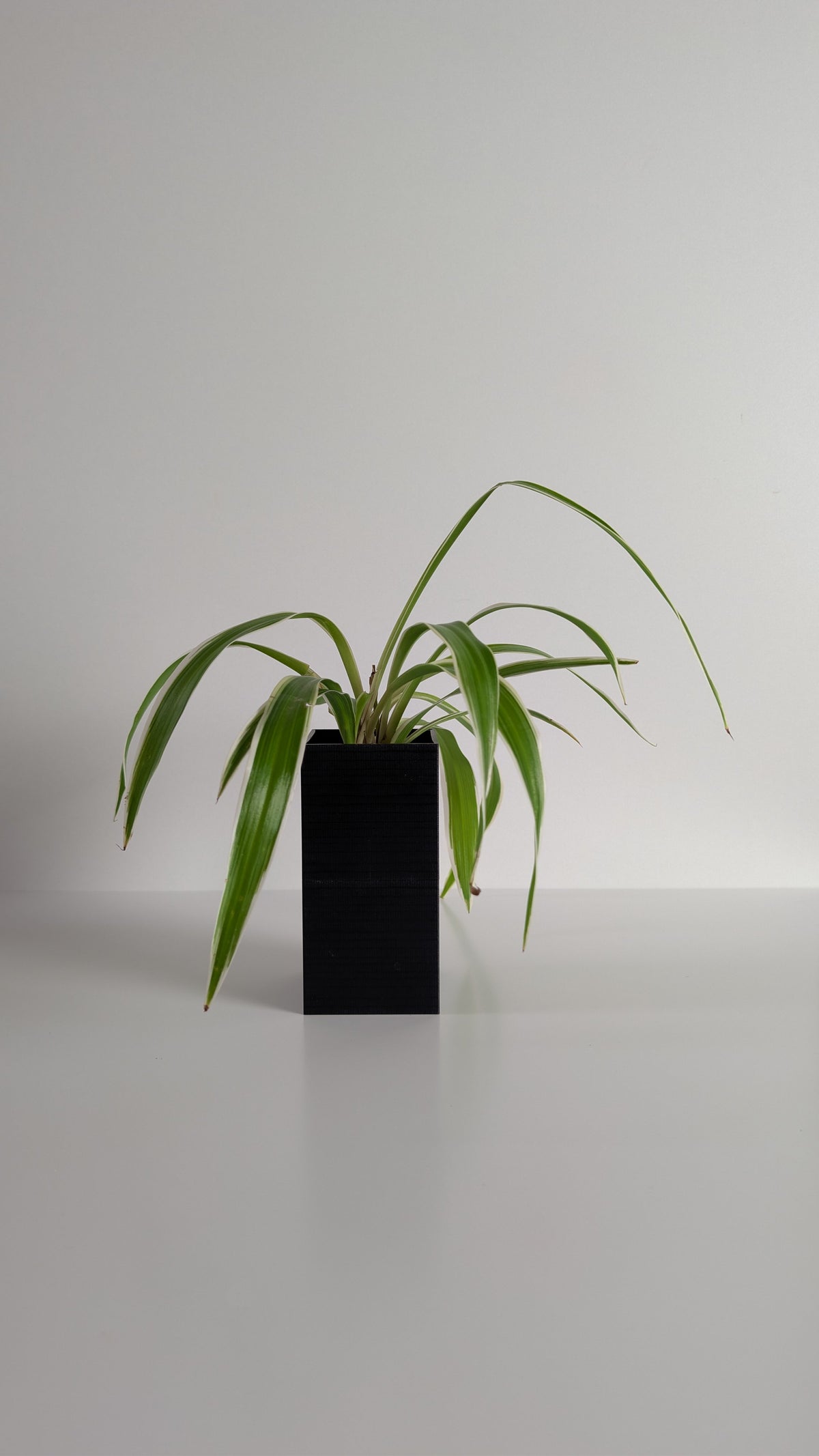 Cache-pot à arrosage autonome Le Cube Éclance noir avec un Chlorophytum, sur fond neutre