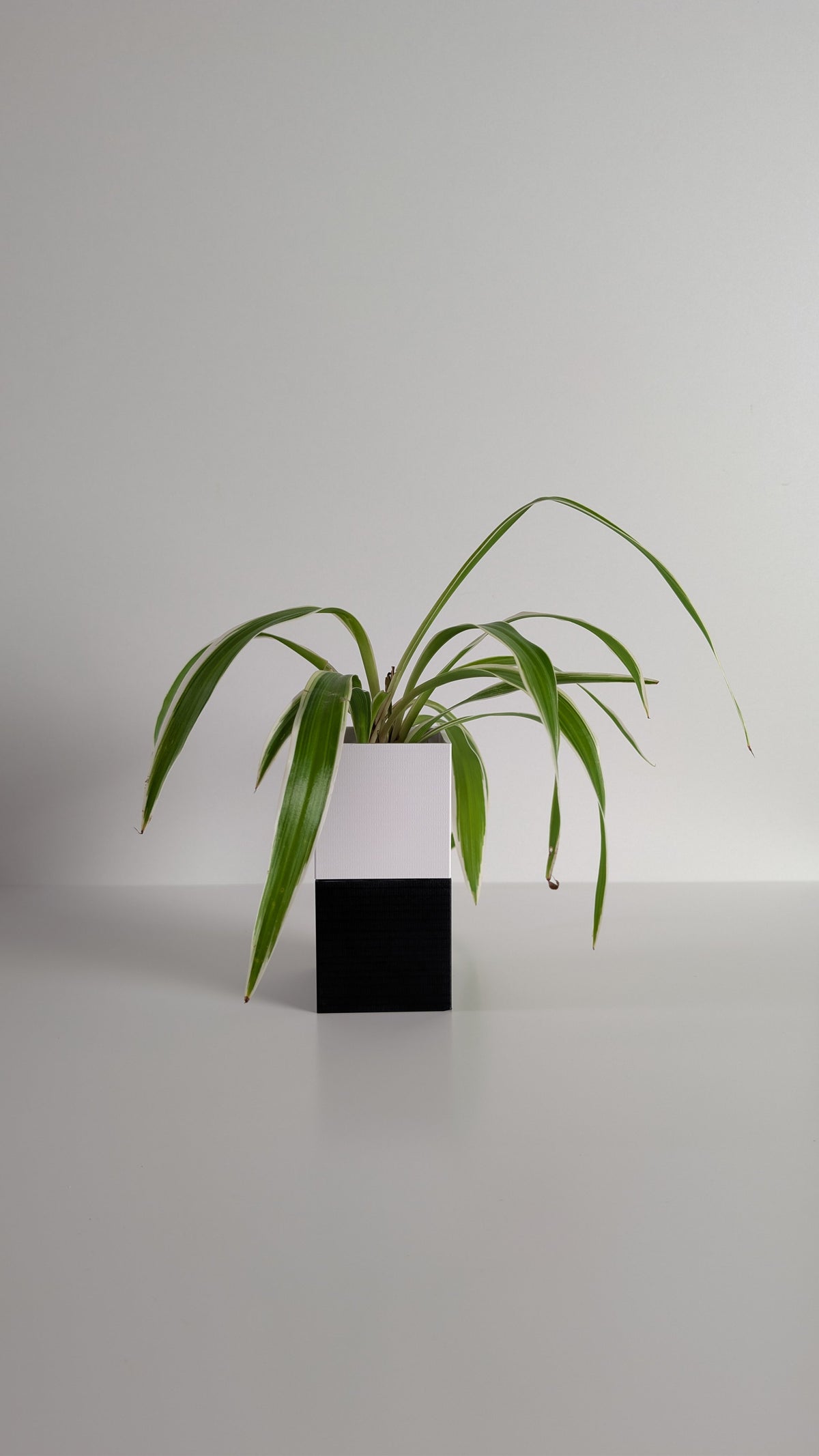 Cache-pot à arrosage autonome Le Cube Éclance bicolore, module haut blanc et module bas noir, avec un Chlorophytum
