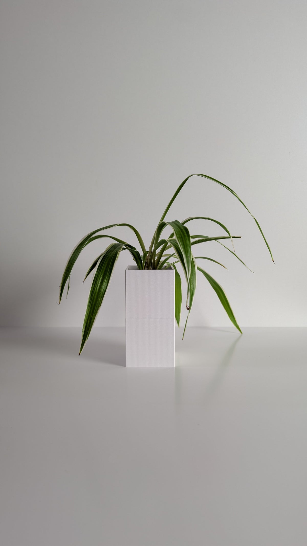 Cache-pot à arrosage autonome Le Cube Éclance blanc avec un Chlorophytum, sur fond neutre