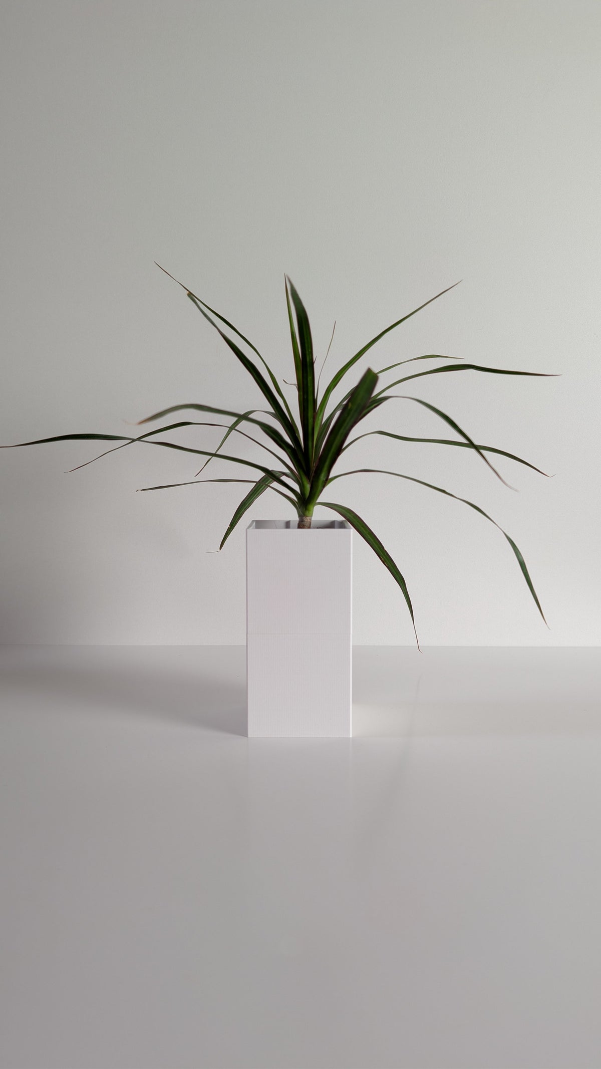 Cache-pot à arrosage autonome Le Cube Éclance blanc avec un Dracaena, sur fond neutre