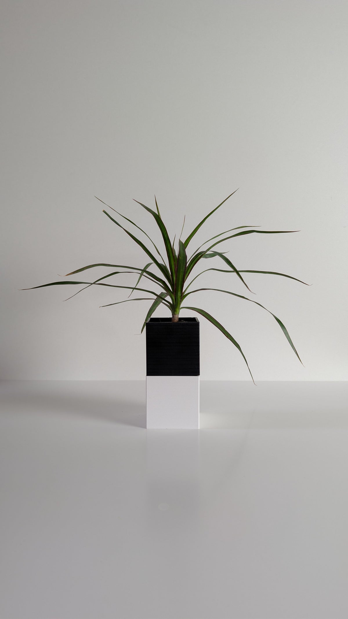 Cache-pot à arrosage autonome Le Cube Éclance bicolore, module haut noir et module bas blanc, avec un Dracaena