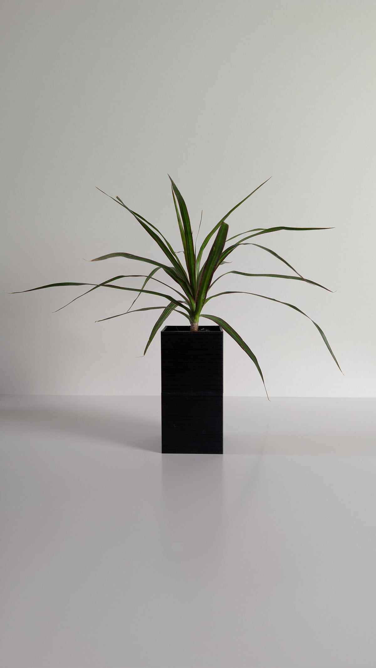 Cache-pot à arrosage autonome Le Cube Éclance noir avec un Dracaena, sur fond neutre