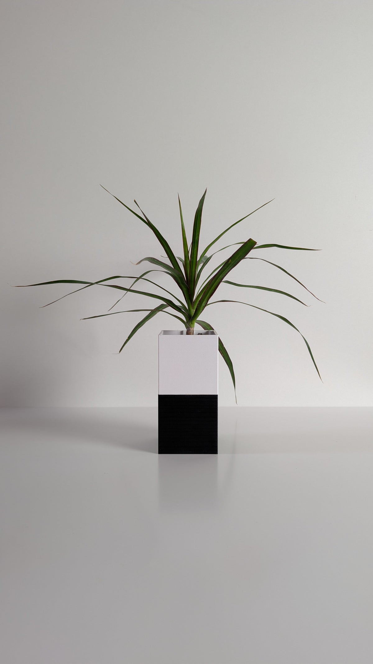 Cache-pot à arrosage autonome Le Cube Éclance bicolore, module haut blanc et module bas noir, avec un Dracaena