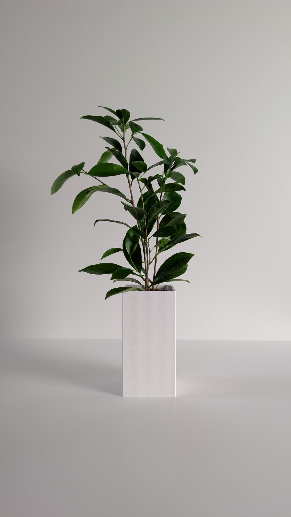 Cache-pot à arrosage autonome Le Cube Éclance blanc avec un Ficus, sur fond neutre