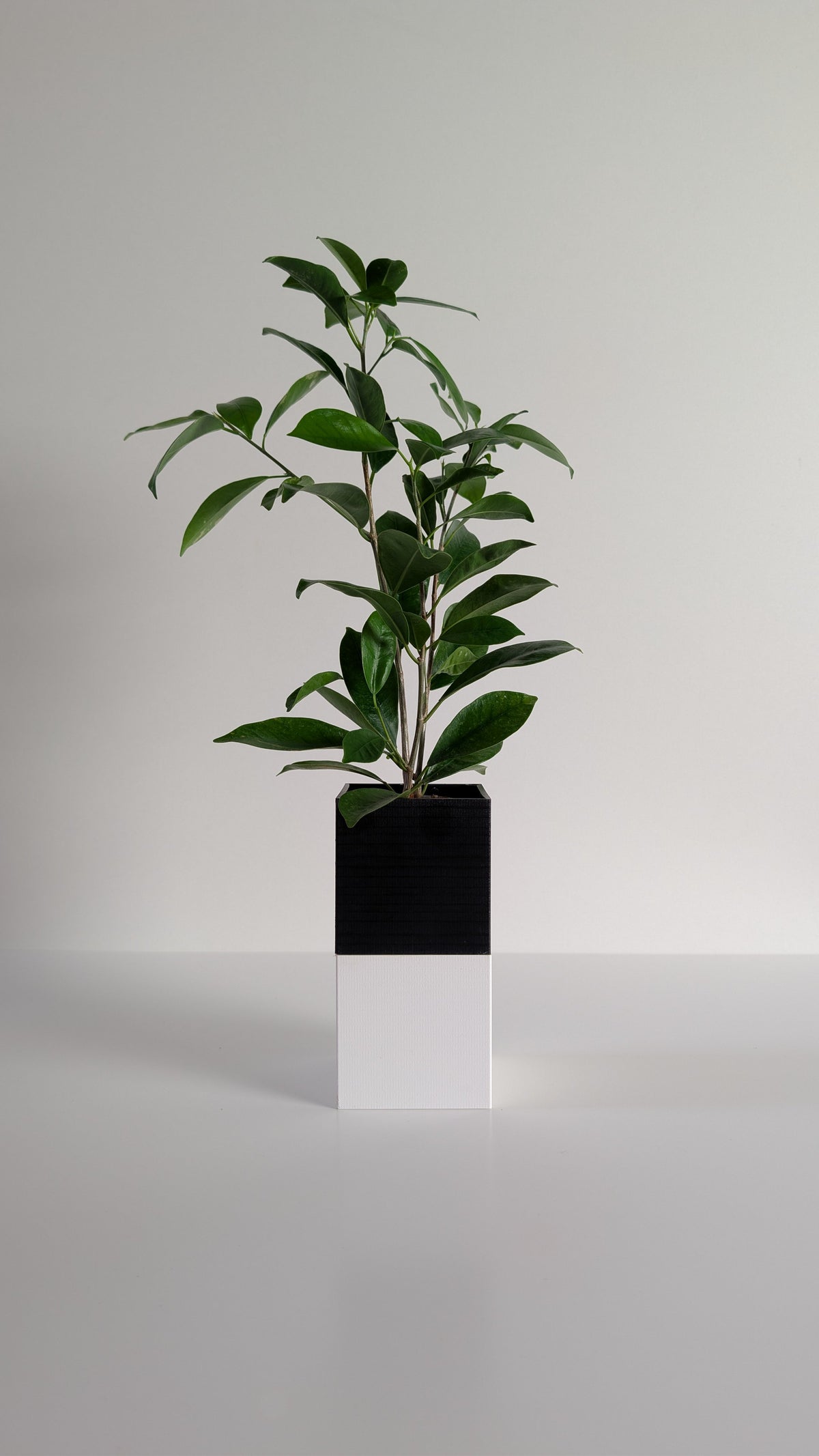 Cache-pot à arrosage autonome Le Cube Éclance bicolore, module haut noir et module bas blanc, avec un Ficus