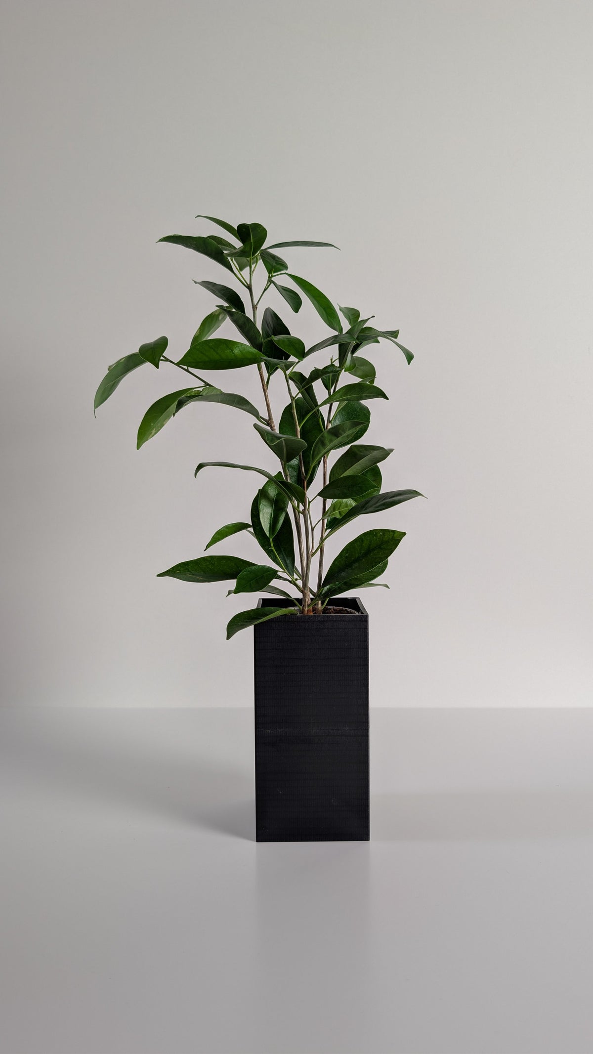 Cache-pot à arrosage autonome Le Cube Éclance noir avec un Ficus, sur fond neutre