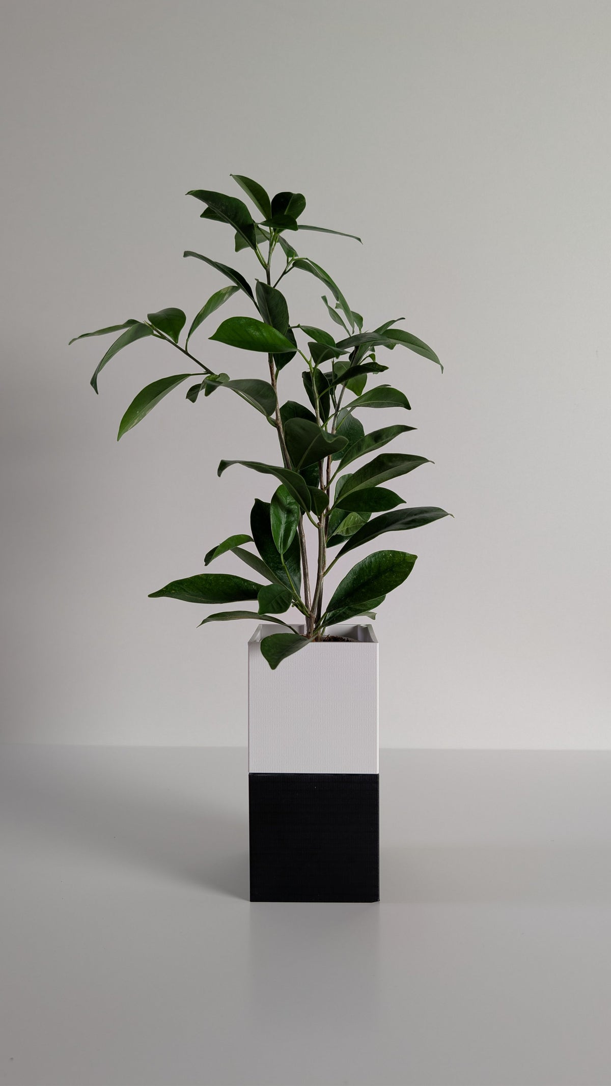 Cache-pot à arrosage autonome Le Cube Éclance bicolore, module haut blanc et module bas noir, avec un Ficus