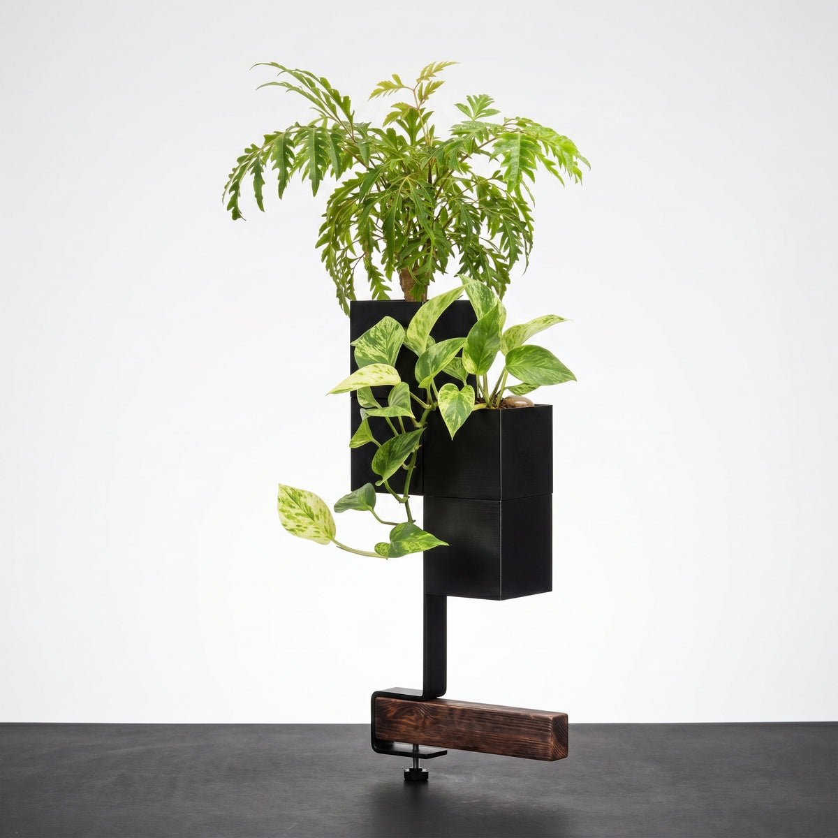 Barre de support verticale Éclance avec doubles caches-pots Le cube noir pour pot de 6cm, aménagement d'un îlot végétal intérieur moderne et minimaliste.