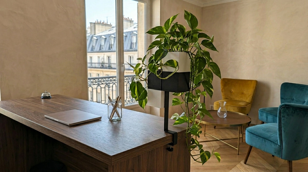 Une vue rapprochée d'un grand bureau en bois foncé dans un bureau parisien chic près d'une fenêtre donnant sur des toits.Sur le bureau, fixé par sa pince, se trouve le support l'îlot végétal d'Éclance décoration intérieur végétal, composé de son montant vertical noir (le lien) et de deux cache-pots Le cube. Ces cache-pots sont spécifiquement dimensionnés pour des pots de 6 cm de diamètre, l'un blanc et l'un noir, tous deux débordant d'une luxuriante plante Pothos (Epipremnum aureum.