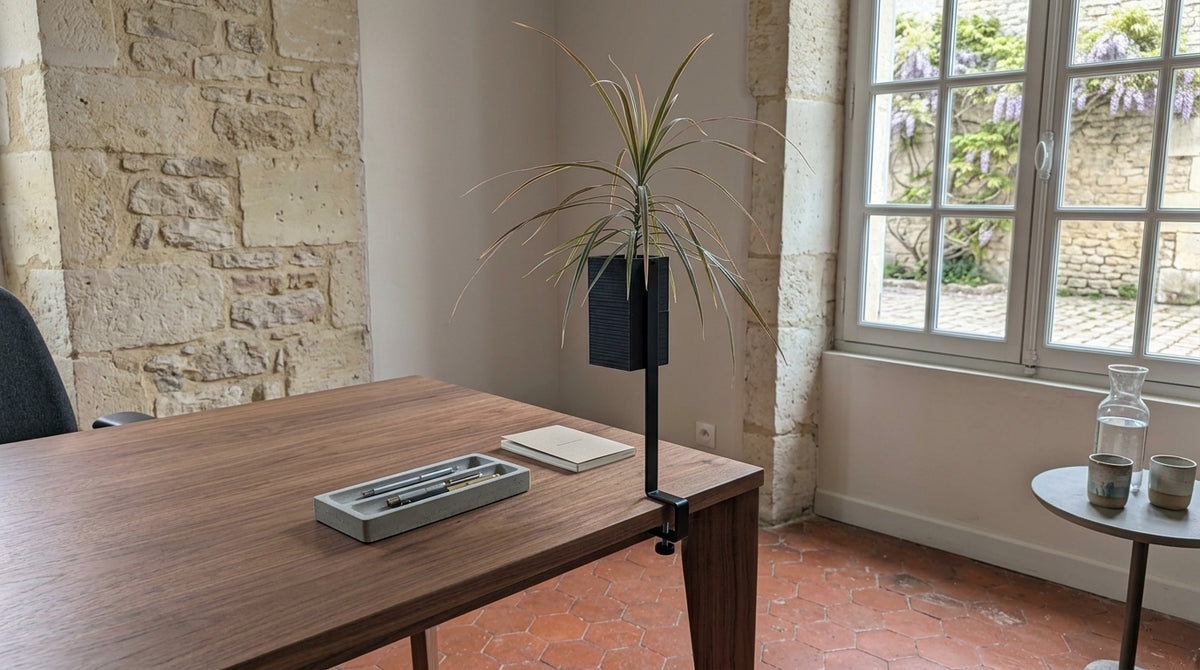 Support Éclance l'îlot végétal avec cache-pot Le cube noir (pour pot de 6cm) et Dracaena, clampé sur un bureau en noyer dans un bureau haut de gamme. Un mur de pierres sèches texturé et une fenêtre donnant sur une glycines en fleurs sont visibles. Marque Éclance.
