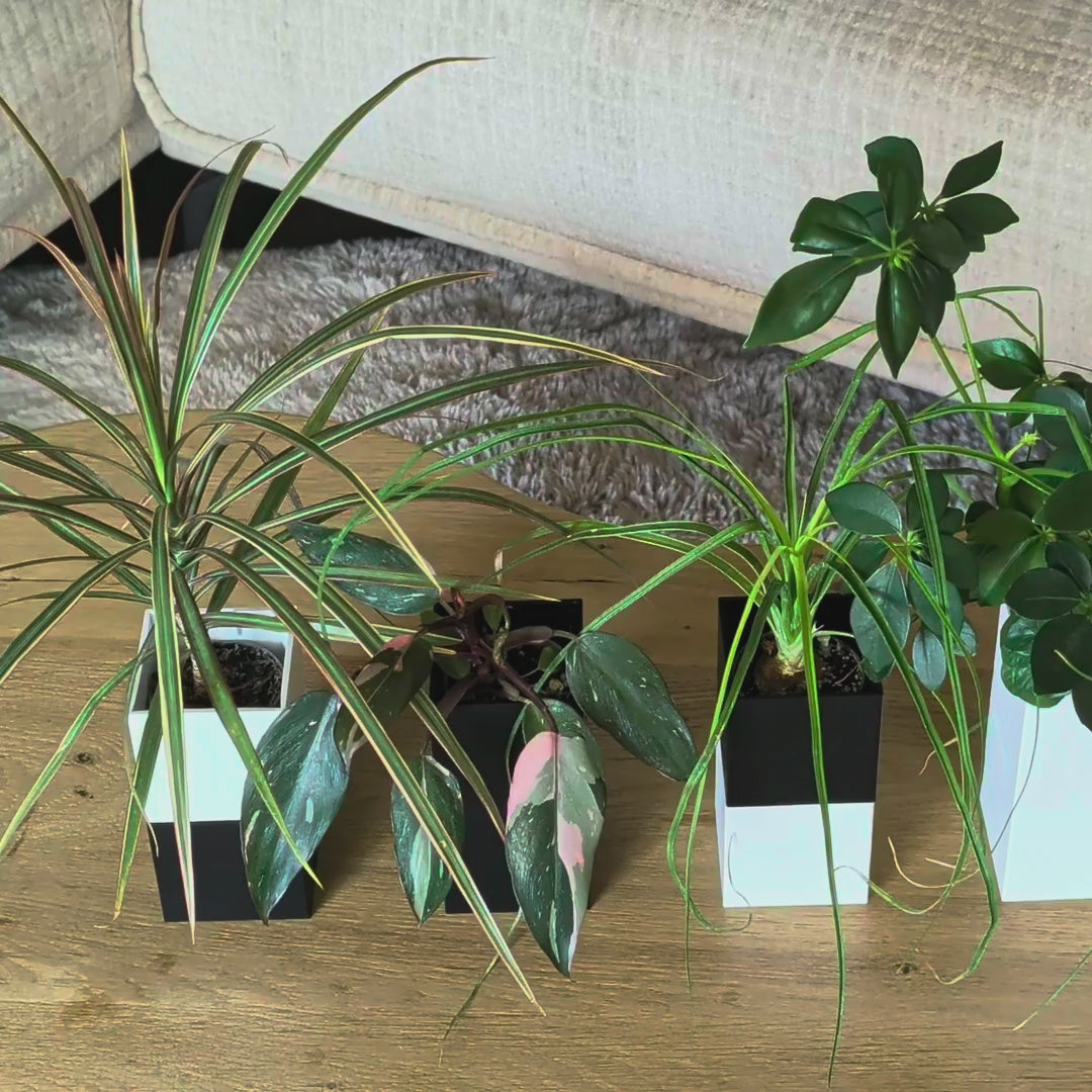 Vidéo du cache-pot pour plante Le Cube Éclance à arrosage autonome : coloris blanc, noir et bicolore, dos aimanté, réservoir d’eau intégré et mèche Capill’O® brevetée, jusqu’à 4 semaines d’autonomie.